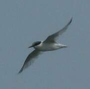 Damara Tern