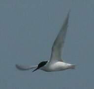 Damara Tern