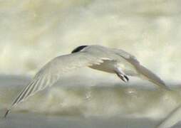 Damara Tern