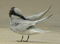 Damara Tern