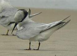 Damara Tern