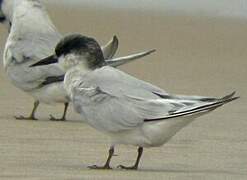 Damara Tern