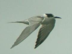 Common Tern