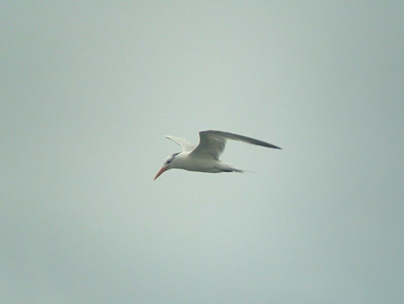 Royal Tern