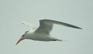 Royal Tern