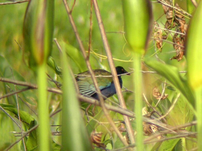 Allen's Gallinuleimmature