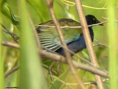 Allen's Gallinule