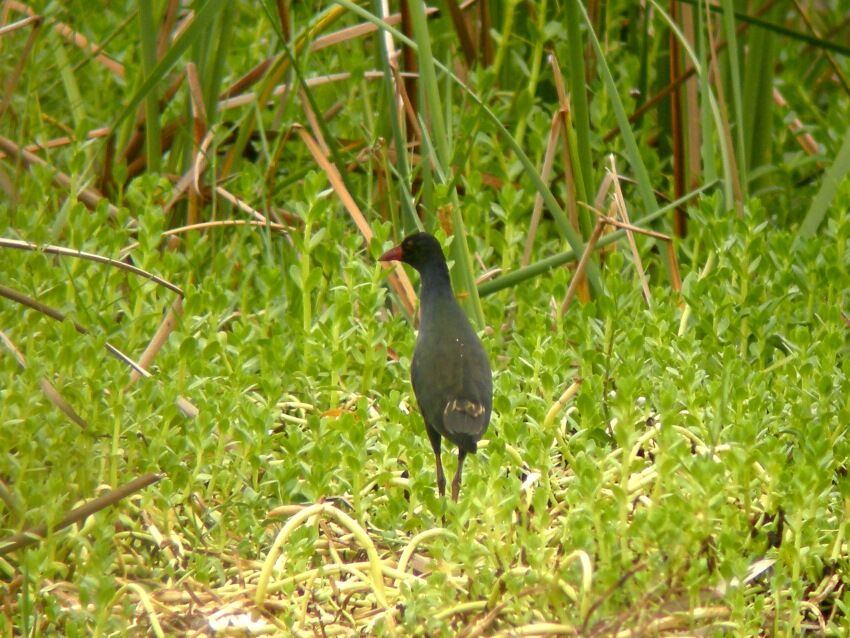 Allen's Gallinule