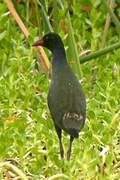 Allen's Gallinule