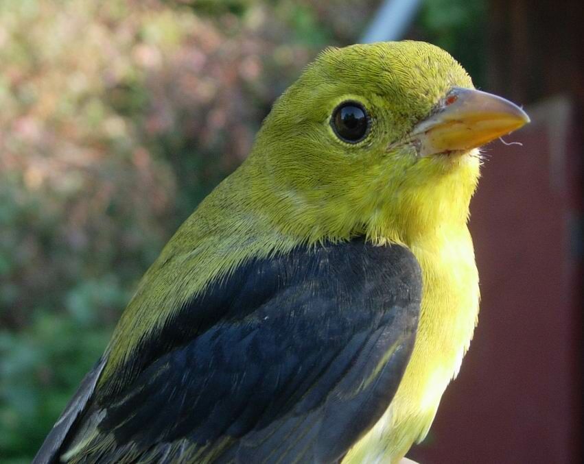 Scarlet Tanager