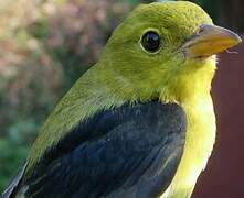 Scarlet Tanager