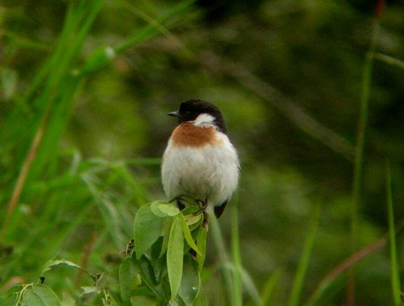 African Stonechat male adult