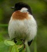 African Stonechat