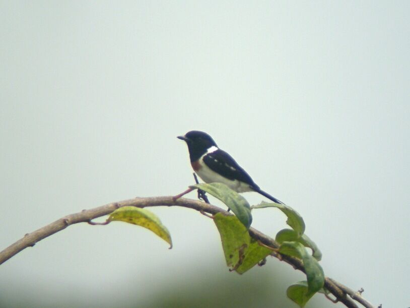 African Stonechat male adult