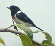 African Stonechat