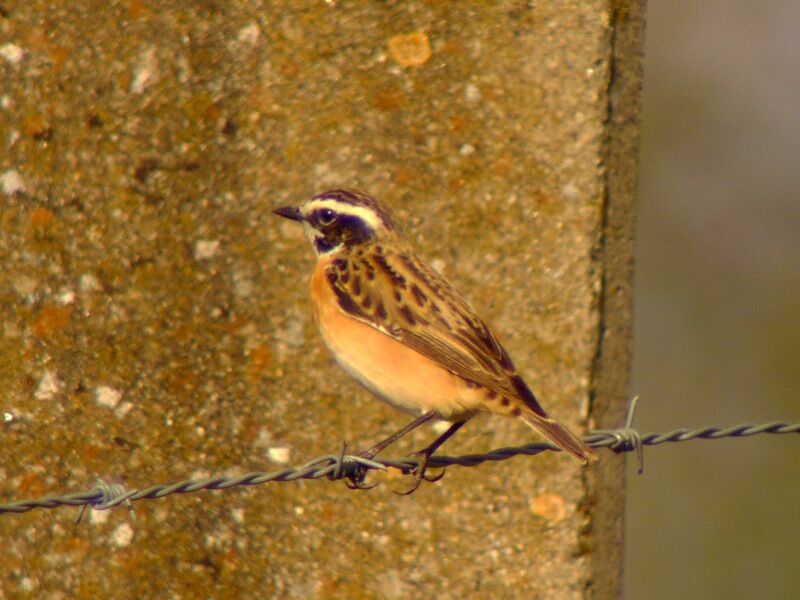 Whinchat male adult breeding