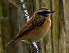 Whinchat