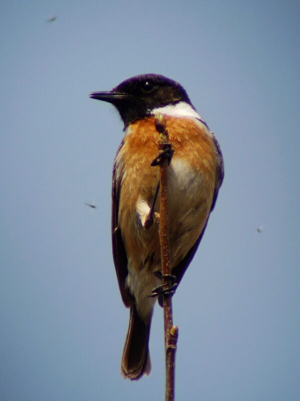 European Stonechat male adult breeding, identification, song