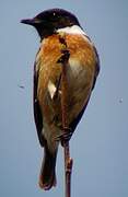 European Stonechat