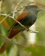 Rufous-vented Paradise Flycatcher