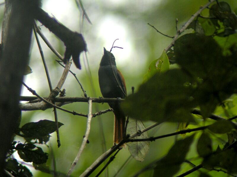 Rufous-vented Paradise Flycatcheradult