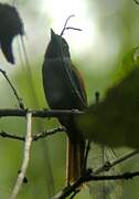 Rufous-vented Paradise Flycatcher