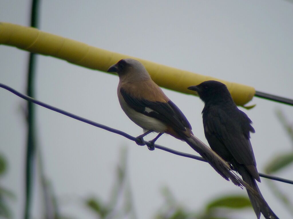 Grey Treepieadult