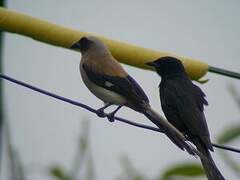 Grey Treepie