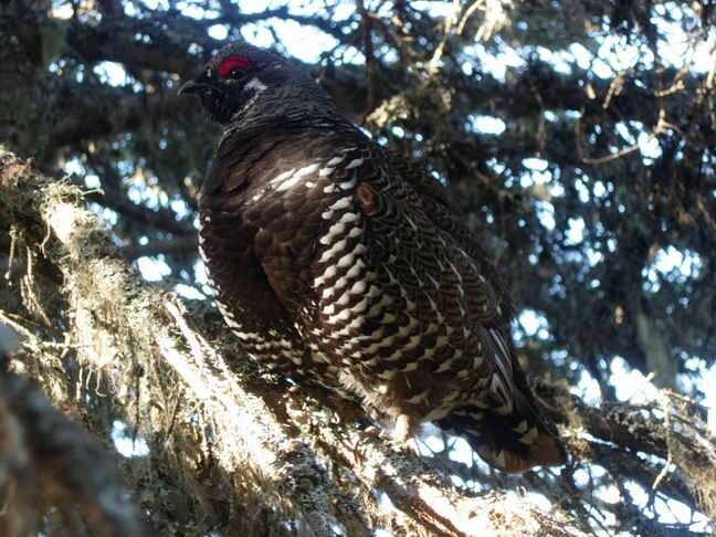 Spruce Grouse