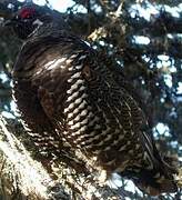 Spruce Grouse