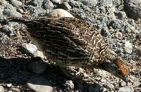 Spruce Grouse