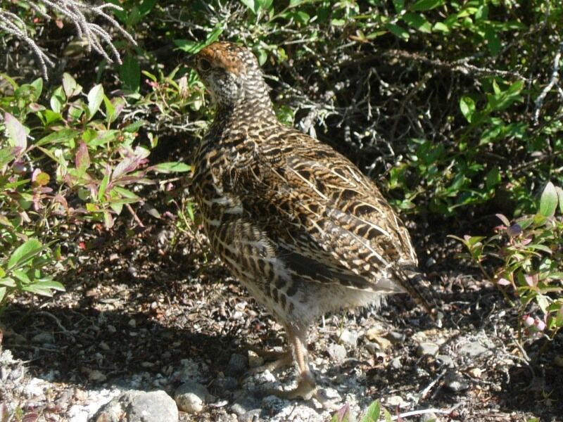 Spruce Grousejuvenile