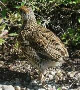 Spruce Grouse