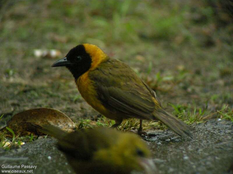 Loango Weaver male adult breeding, identification