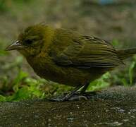 Loango Weaver