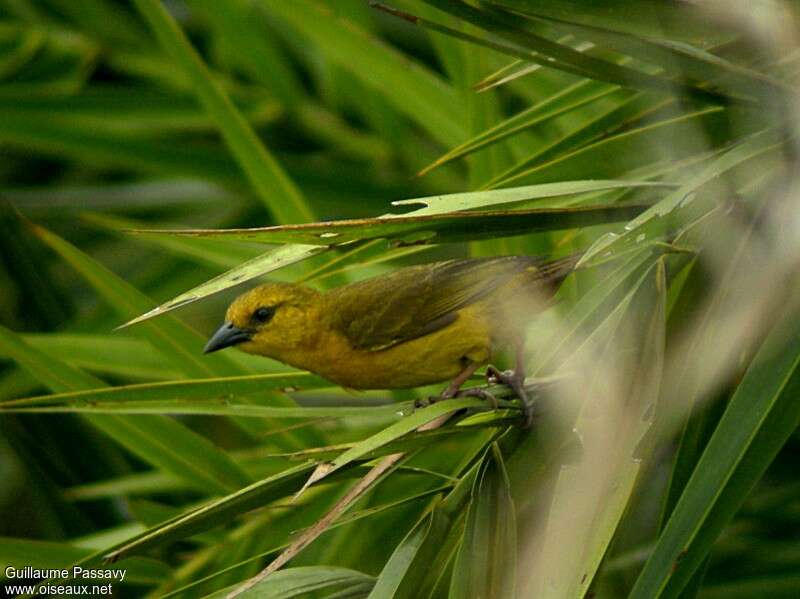 Loango Weaver female adult breeding, identification