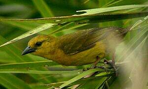 Loango Weaver