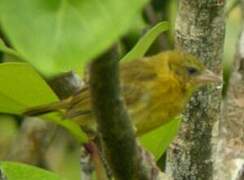 Loango Weaver