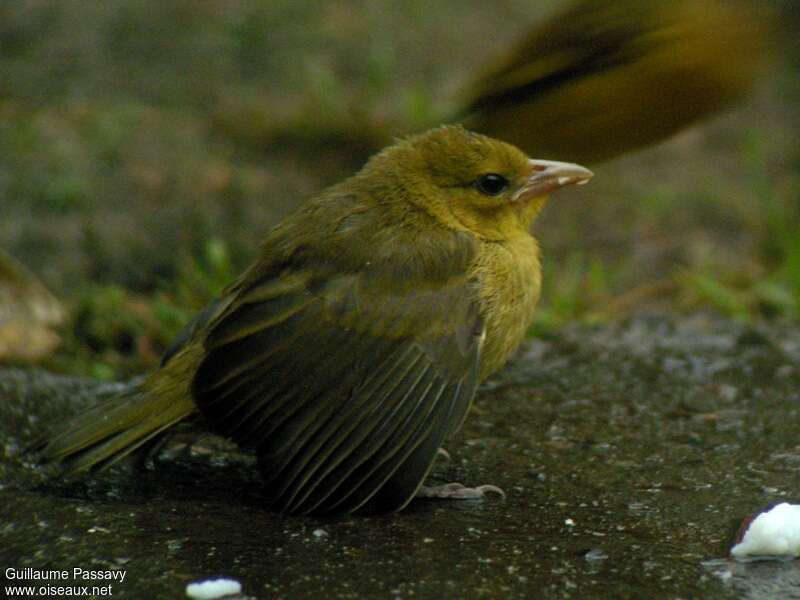 Loango Weaverjuvenile, identification