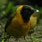 Tisserin à bec grêle