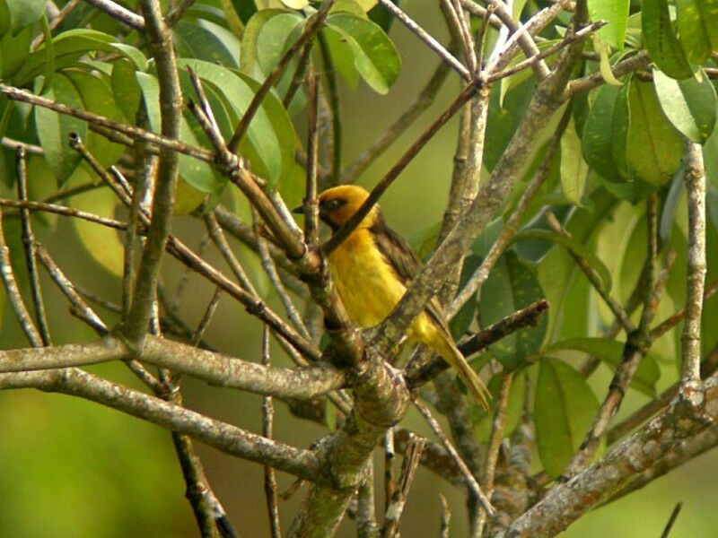 Black-necked Weaver female adult