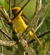 Black-necked Weaver