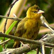 Black-necked Weaver