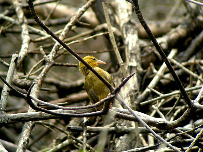 Black-necked Weaverjuvenile