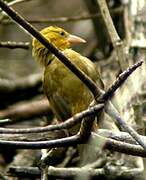 Black-necked Weaver