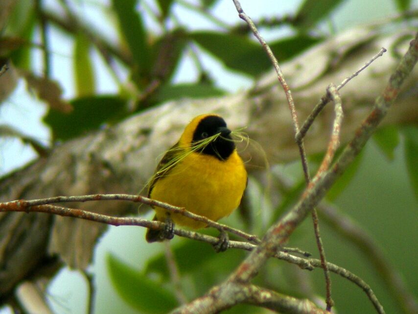 Slender-billed Weaver male adult