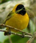 Slender-billed Weaver