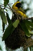 Slender-billed Weaver