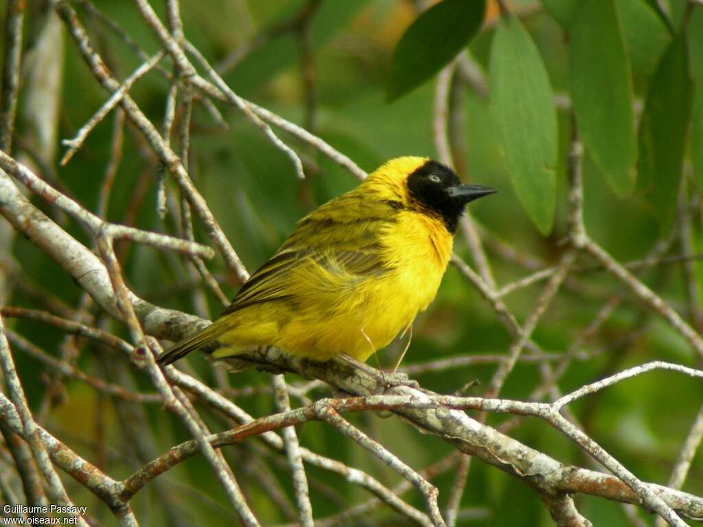 Slender-billed Weaver male adult breeding, pigmentation