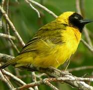 Slender-billed Weaver